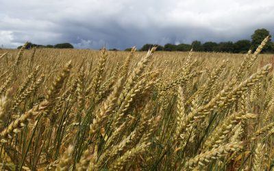 Echanges au champ sur la sélection des Blés bio