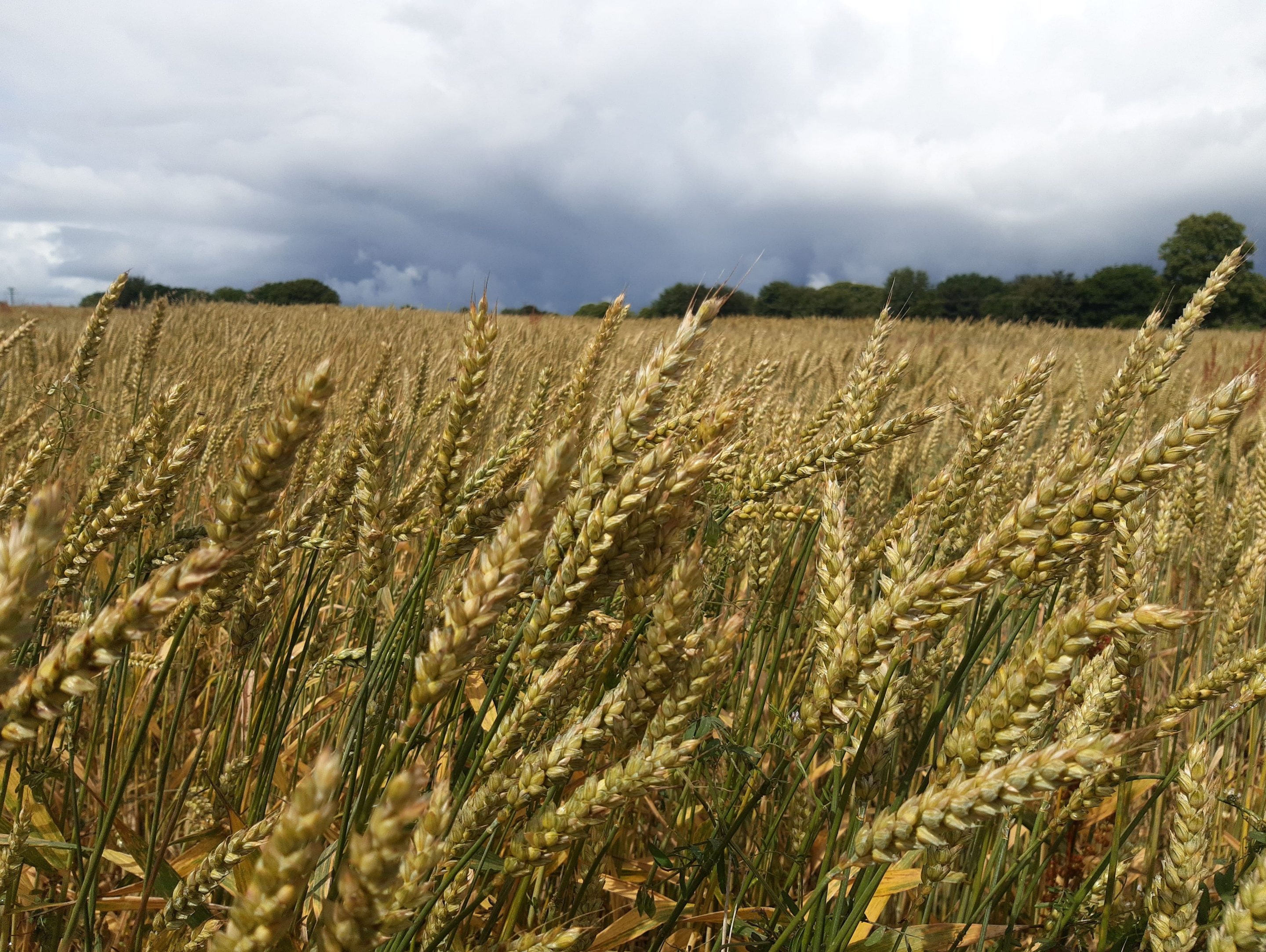 Echanges au champ sur la sélection des Blés bio