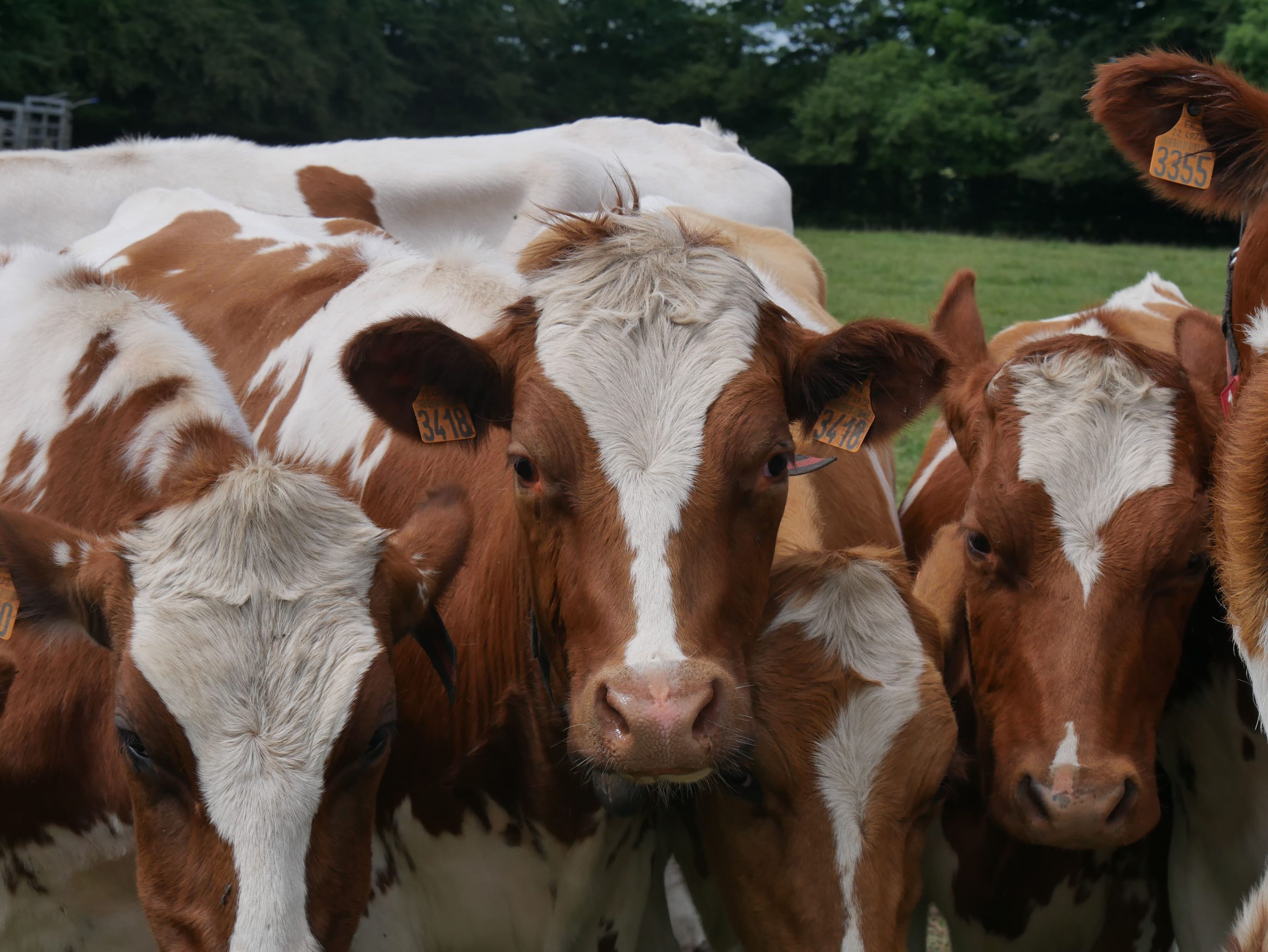 Vaches marrons