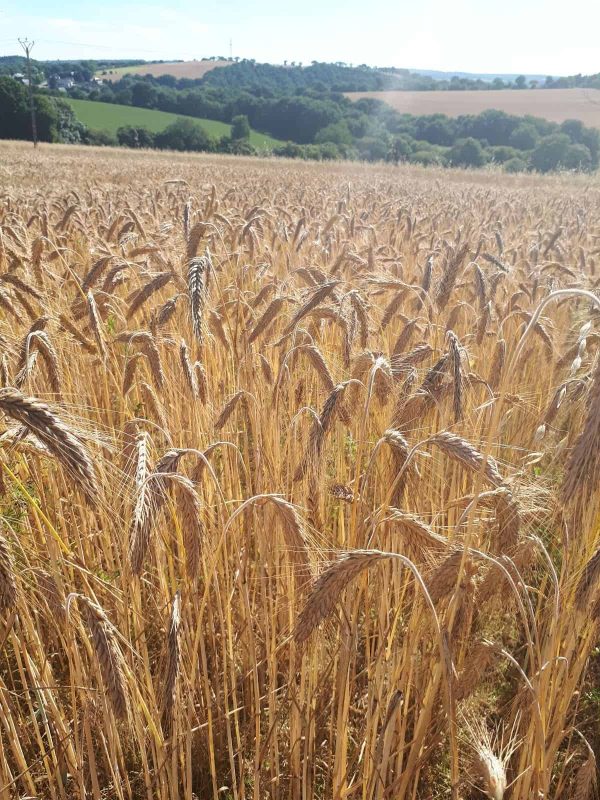 Triticale BREHAT