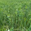 Mélange TRITICALE POIS
