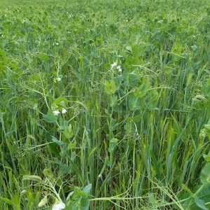 Mélange TRITICALE POIS