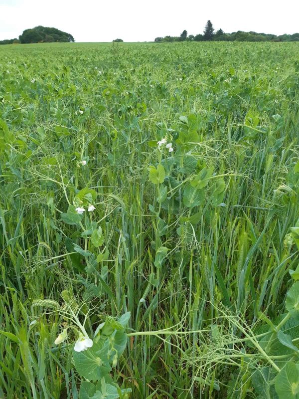 Mélange TRITICALE POIS