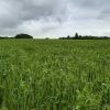 Mélange TRITICALE POIS – Image 2