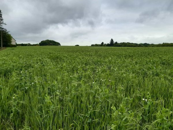 Mélange TRITICALE POIS – Image 2
