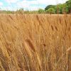 Petit épeautre EBNERS EINKORN