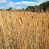 Petit épeautre EBNERS EINKORN – Image 2