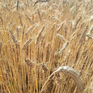 Triticale Ramdam