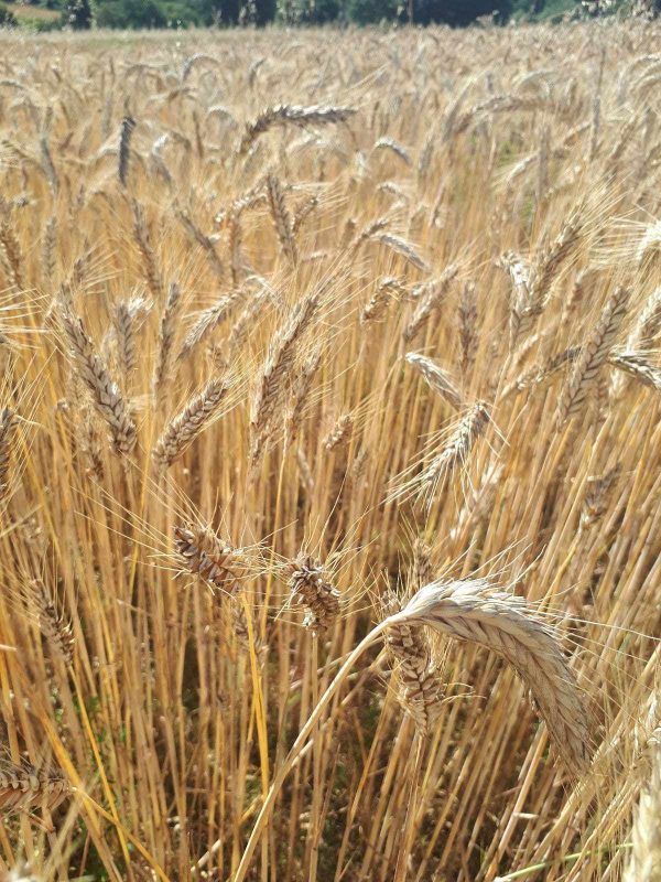 Triticale Ramdam