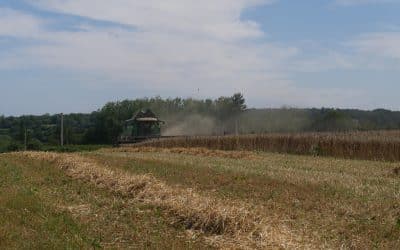 La collecte céréales 2023 et Marché