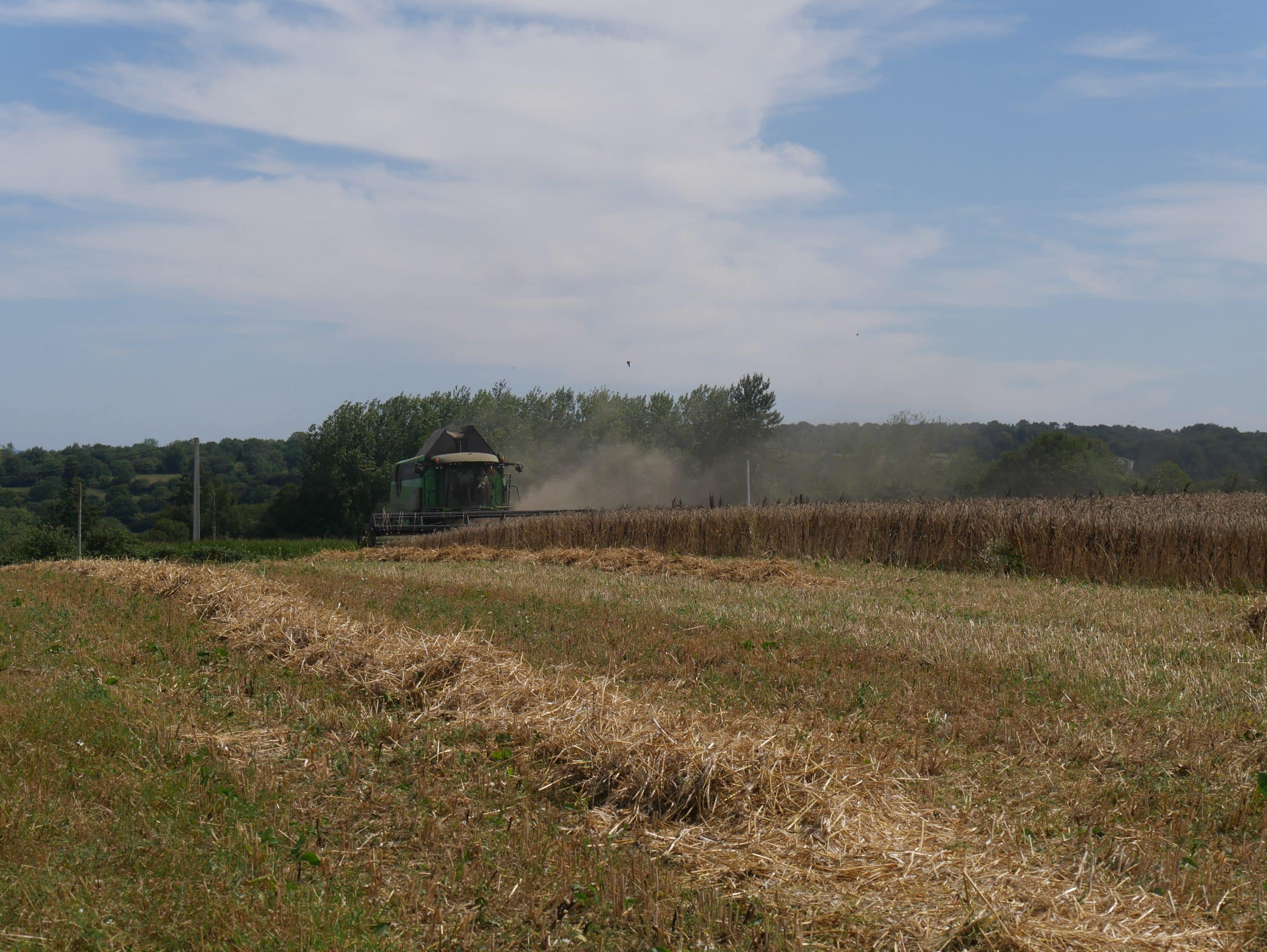 La collecte céréales 2023 et Marché