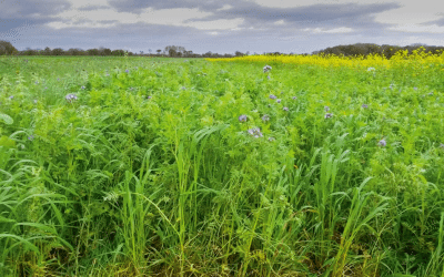 Gamme fourragères et couverts 2025